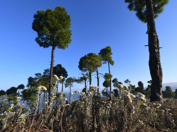 Peaceful vibes can be feel even from this image of Kasar devi, almora, Uttarakhand